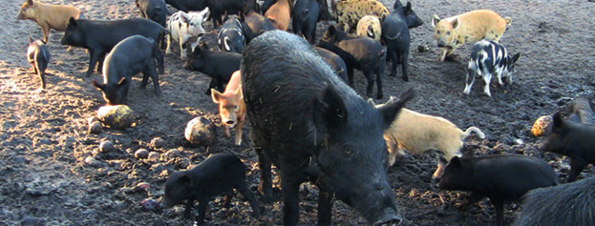 Feral hog eradication